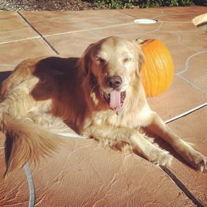 dog pumpkin small